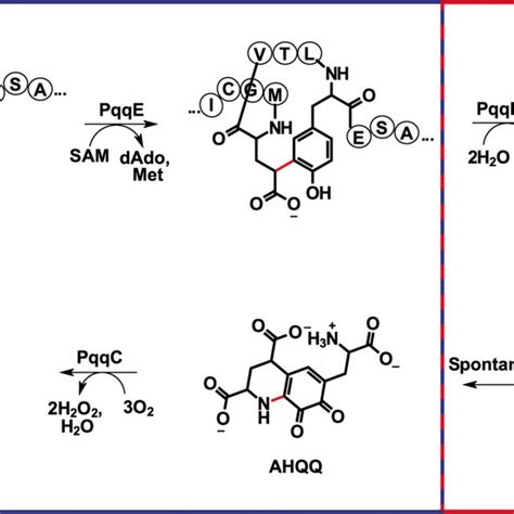 The biosynthesis of pyrroloquinoline quinone begins with the ...