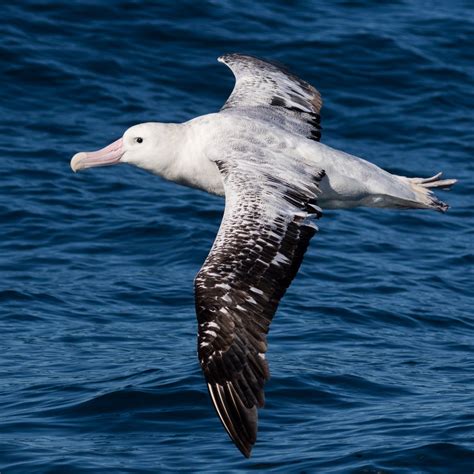 Feathered Fingerprints Uncover Seabird Migration Patterns | Mirage News