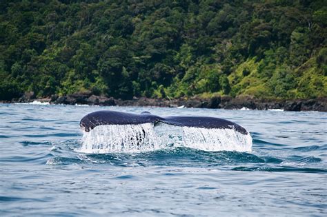 Gorgona A Natural Paradise In The Colombian Pacific Uncover Colombia