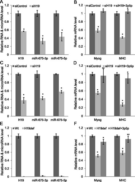 The H19 Long Noncoding Rna Gives Rise To Micrornas Mir 675 3p And Mir