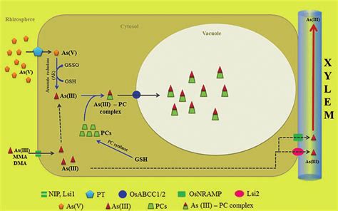 Molecular Network Involved In Arsenic As Uptake Accumulation And