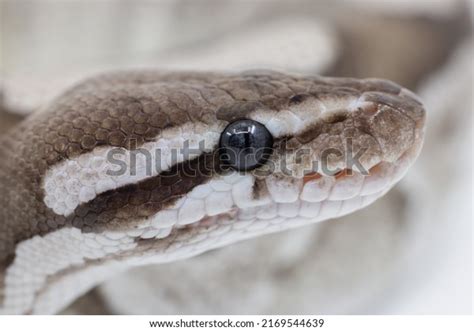 14,365 Snake Eye Close Up Images, Stock Photos & Vectors | Shutterstock