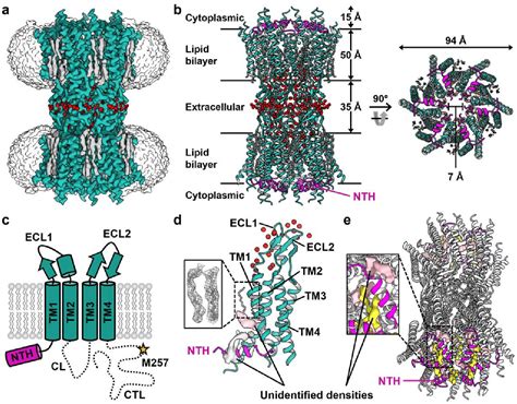 Figure 1 From Structural Insights Into The Gating Mechanism Of Human