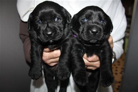 chiots labrador à réserver Lof issu d une lignée de champions