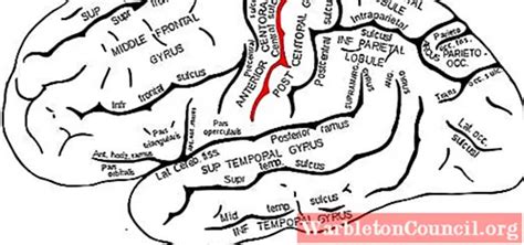 Rolandos Fissure Characteristics Anatomy And Function Science 2024