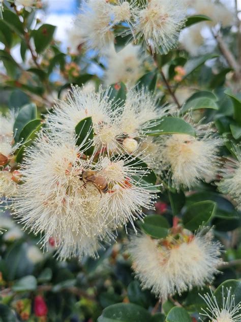 Lilly Pilly Resilience Syzygium Australe Resilience Delivertree