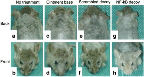 Macroscopic Appearance Of Mice Transfected With Nf Kb Decoy Odn