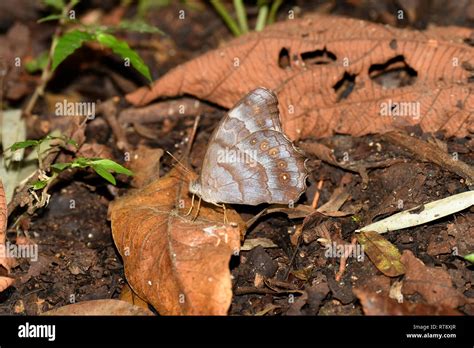 Satyr Butterfly Hi Res Stock Photography And Images Alamy