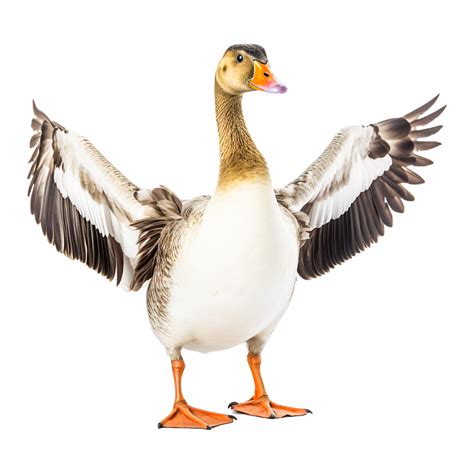 Pretty Goose Png Ai Generative 24680976 Png