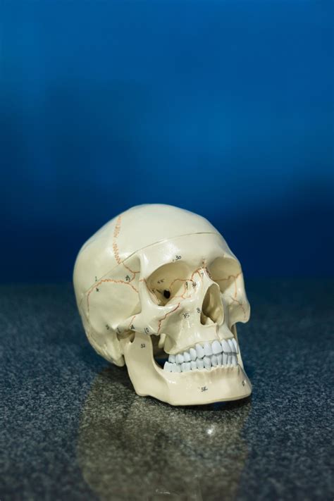 Bones And Fractures Photos, Download The BEST Free Bones And Fractures