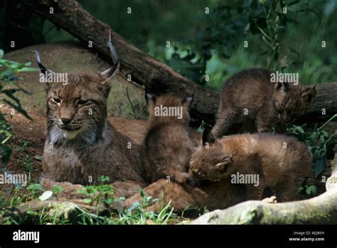 Eurasian Lynx (lynx lynx Stock Photo - Alamy