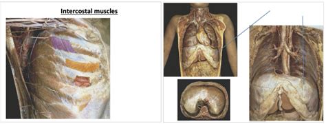 Lab Intercostal Muscles Diagram Quizlet