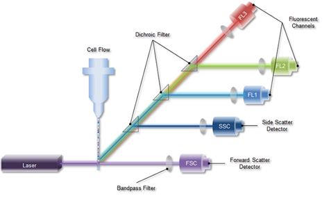 Flow Cytometry Fcm Facs Technology Center