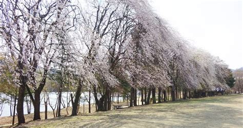 4 Seasons in Korea: Day Trip to Nami Island - Klook Travel Blog