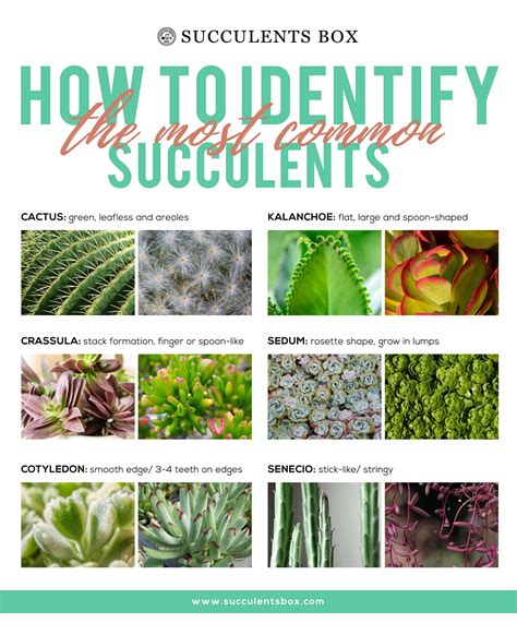 How to Identify Succulents | Identifying Types of Cacti & Succulents