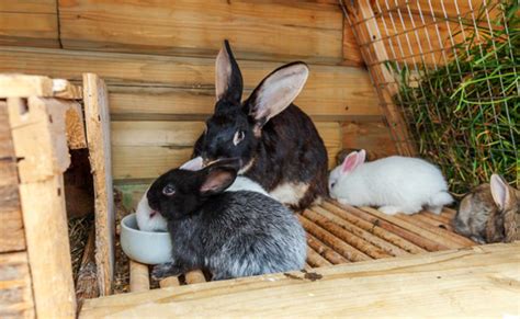 La Reproduction Du Lapin Informations Et Conseils