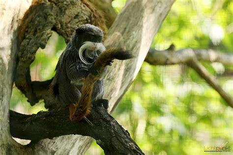 Cottbuser Tierpark An Allen Feiertagen Ge Ffnet Niederlausitz Aktuell