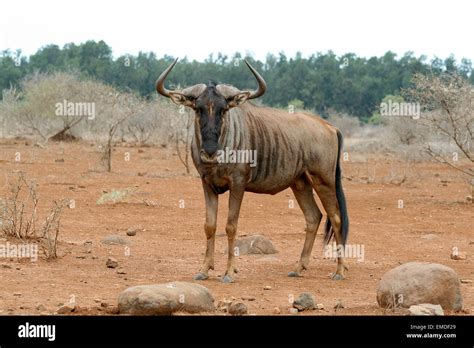 Blue Wildebeest antelope Stock Photo - Alamy