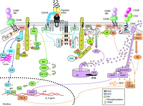 Schematic representation of the signalling pathways coupled to the ... 