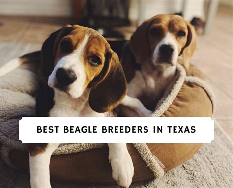 4 Best Beagle Breeders in Texas! (2024) - We Love Doodles