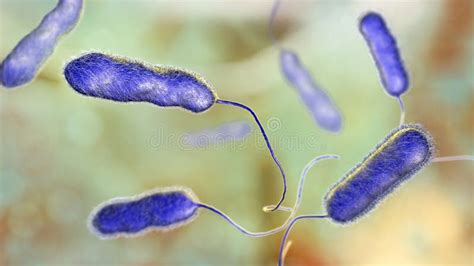 Legionella Pneumophila Bacterium The Causative Agent Of Legionnaire`s Disease Stock