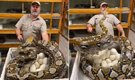 Giant python attacks man as he tries to take out her eggs: Watch ...