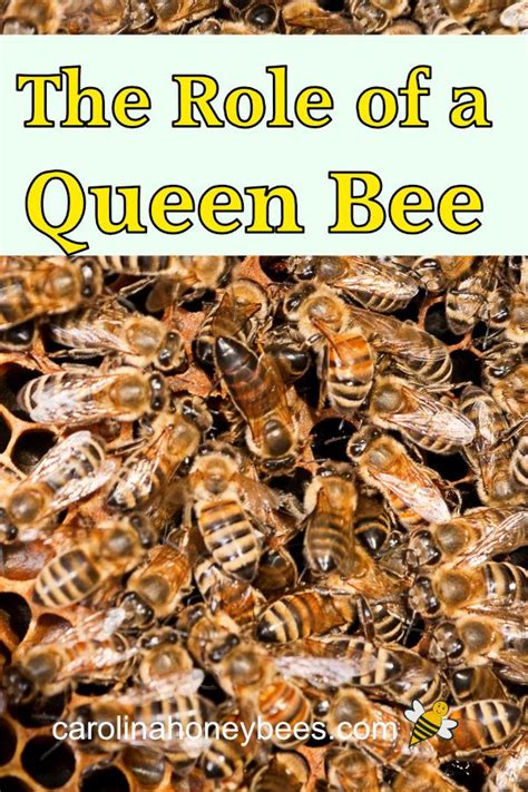 The Role Of The Queen Bee Artofit