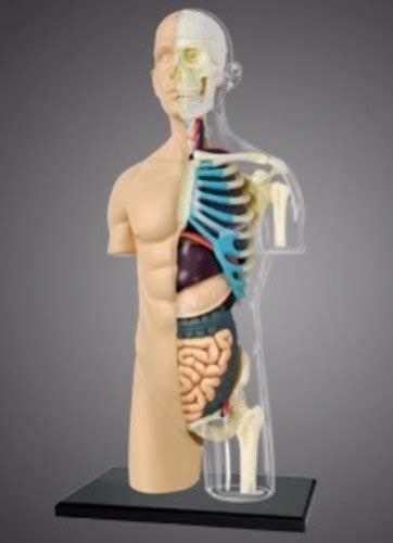 Modelo Do Corpo Humano Torso Transparente 083 4d Master R 237 12