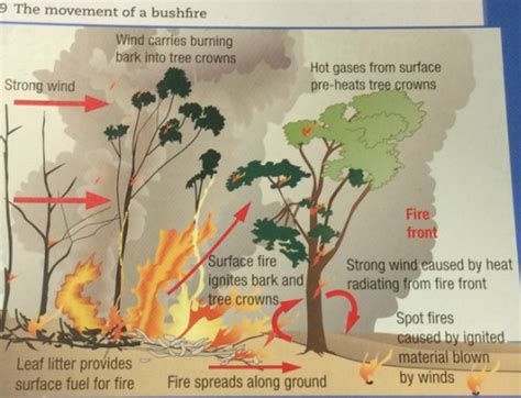 Geographical Process Aussie Bush Fires