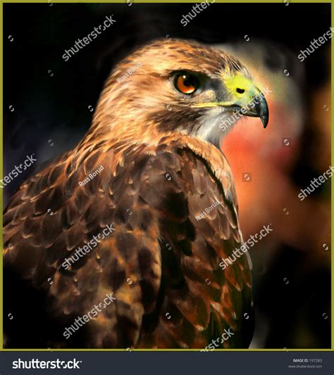 11,735 Red Tailed Hawk Images, Stock Photos & Vectors | Shutterstock