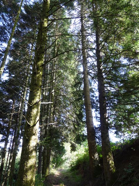 Photographie de Sapin pectiné abies alba pinacées prise par Denis