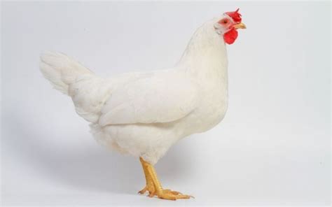 Leghorn Chickens - Breed Profile & Facts - LearnPoultry