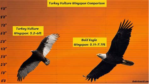 Turkey Vulture Wingspan: How Does It Compare With Others?