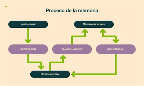 Cognición y memoria diseñar para nuestro cerebro woko