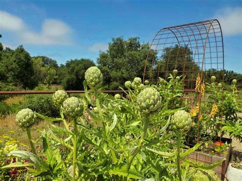 How To Grow Artichokes A Complete Guide With Photos Homestead And Chill