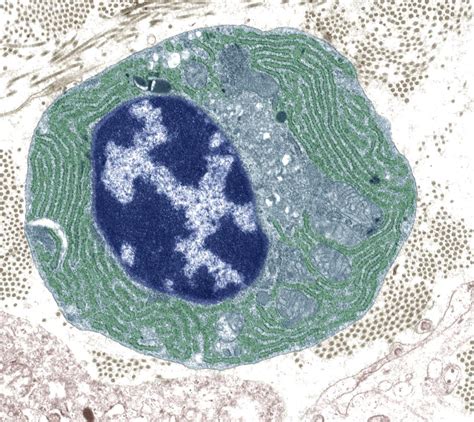 Plasma Cells Histology