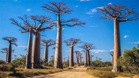 Madagascar Los Mejores Lugares Que Visitar Costa Cruceros