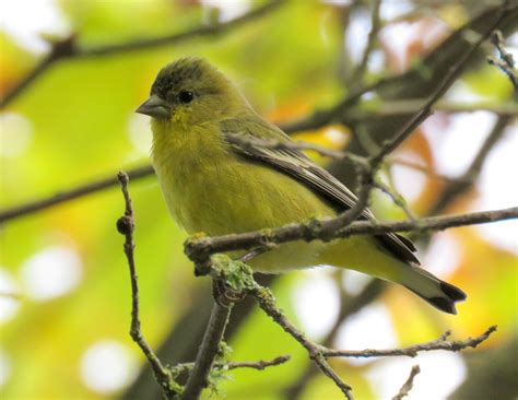 Lesser Goldfinch — Sacramento Audubon Society