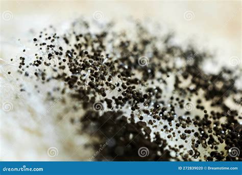 Aspergillus Fumigatus, Microscope View Of The Mycellium Stock ...