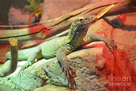 Baby Komodo Dragon Photograph by Jim Fitzpatrick - Fine Art America