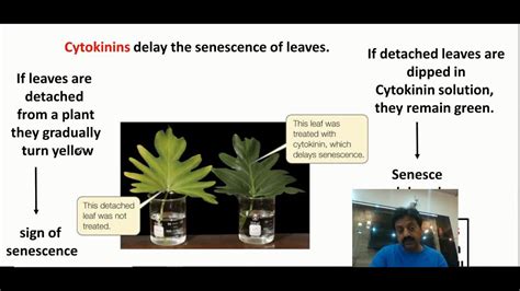 Cytokinins In Plants Definition And Functions Inter Biology Chapter 3 Part 9 Youtube