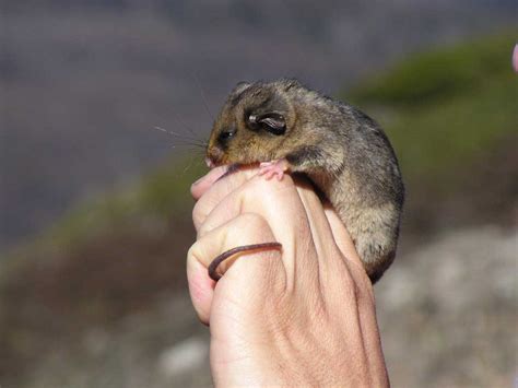 Mountain Pygmy Possum Facts Profile Traits Habitat Diet Mammal Age