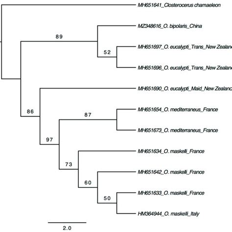 Maximum Likelihood Tree Based On 28s Download Scientific Diagram