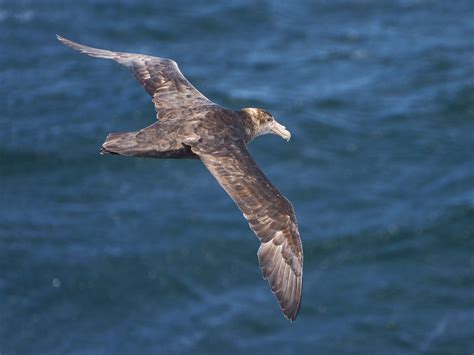 Giant Petrel Bird Facts: Profile, Traits, Range, Diet, Description ...