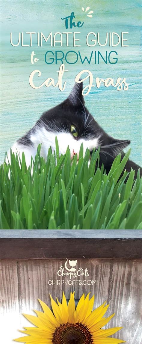 The Ultimate Guide To Growing Cat Grass Cat Grass Cat Grass Indoor