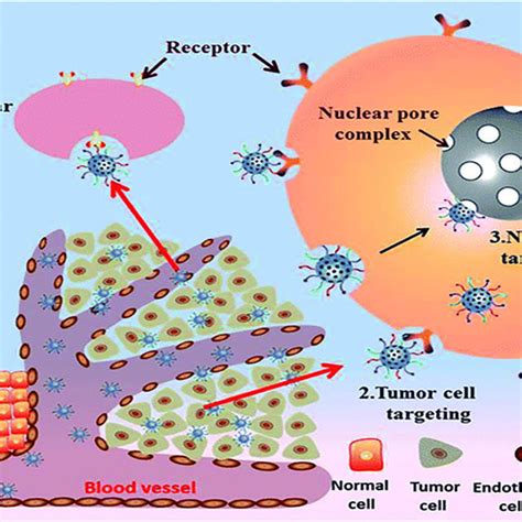 Schematic Diagram Illustrating Active Targeting By Msns 1 Cancer