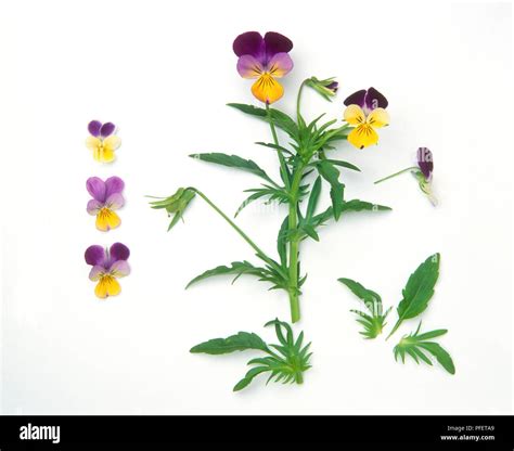 Flowers And Leaves From Viola Tricolor Wild Pansy Stock Photo Alamy