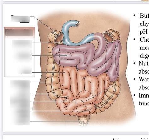 Digestive Diagram Diagram Quizlet