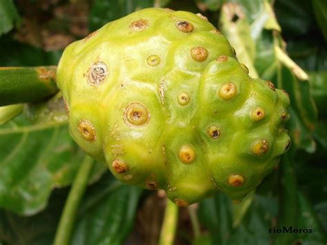 NONI Morinda Citrifolia Plantas RioMoros