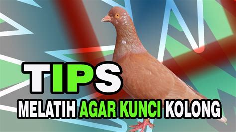 Merpati Lovers Tips Melatih Merpati Agar Kunci Kolong Youtube